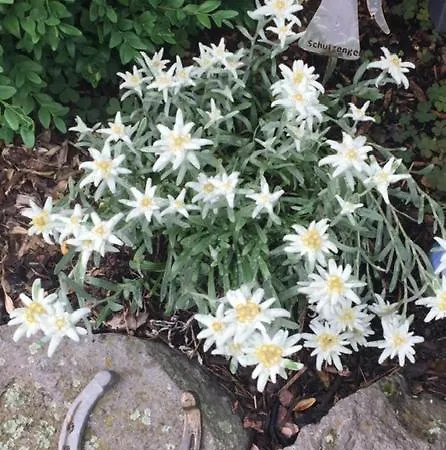 Blockhaus Edelweiss Rieden