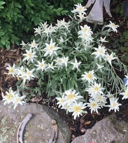 Blockhaus Edelweiss Rieden (Mayen-Koblenz)